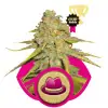 Og Kush SALDI