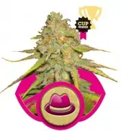 Og Kush SALDI