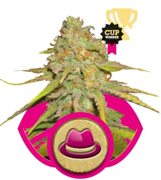 Og Kush SALDI