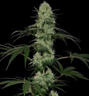 Tangerine Dream Auto