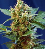 Cream Mandarine XL Auto