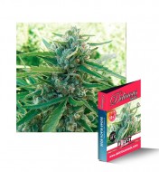 Sugar Black Rose Early Version