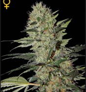 Exodus Cheese Autoflowering