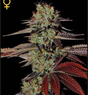 King's Kush Autoflowering