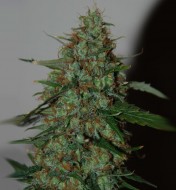 Auto Thailand Sativa