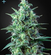 White Widow Auto CBD