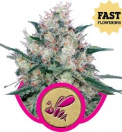 Honey Cream Fast Flowering