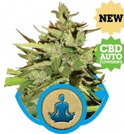 Stress Killer Automatic CBD