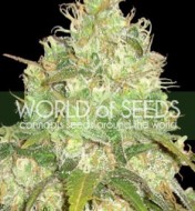 Afghan Kush X Yumbolt