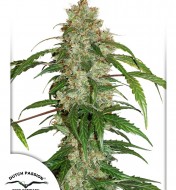 CBD Auto White Widow