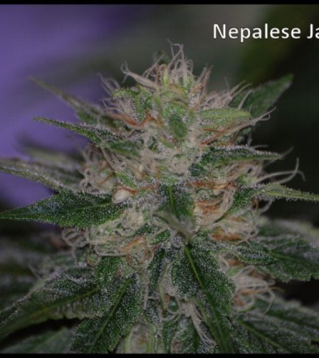 Nepal Jam