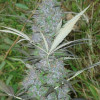 Panama