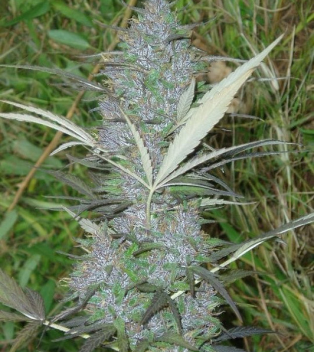 Panama