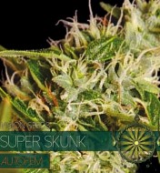 Super Skunk Auto