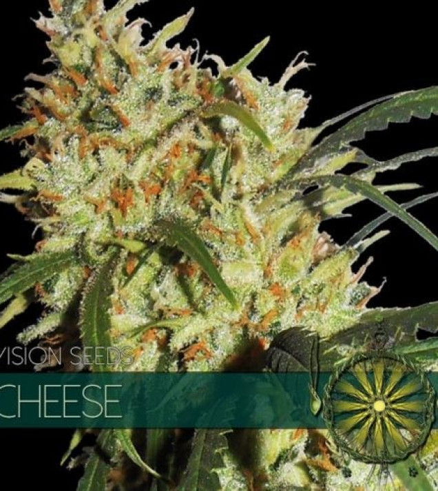 Cheese