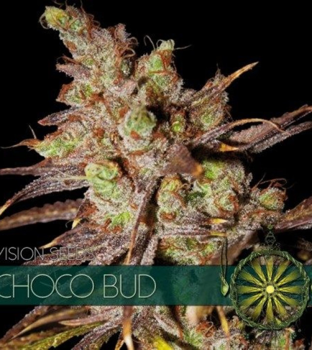 Choco Bud