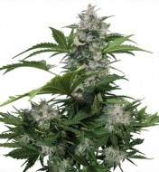 Auto White Dwarf