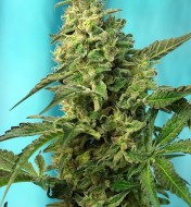 Green Poison Fast Version