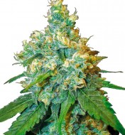 Jack Herer