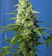 Honey Peach Auto CBD