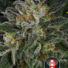 Serious Kush
