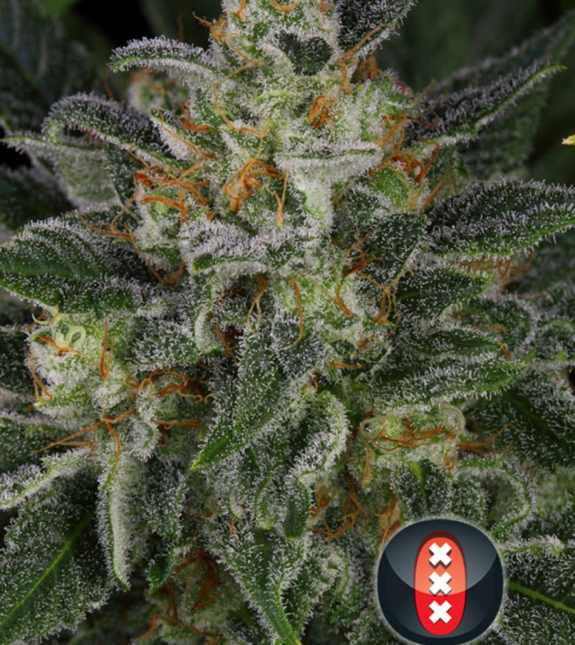 Serious Kush