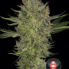 Serious Kush
