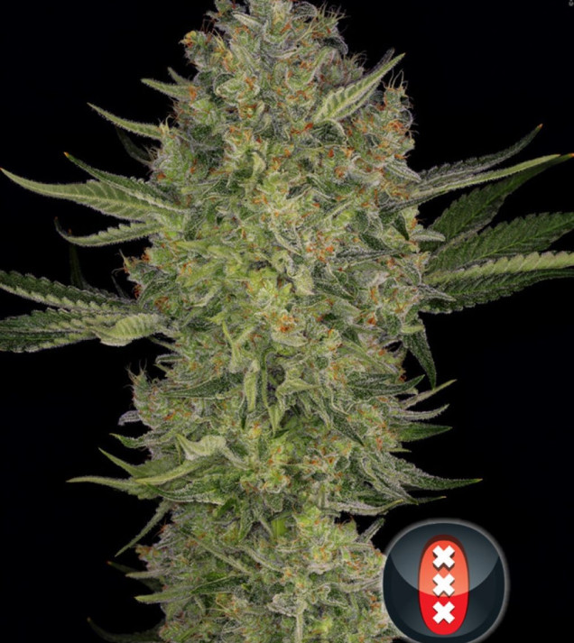 Serious Kush