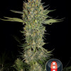 Serious Kush
