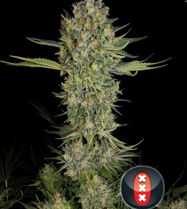 Serious Kush