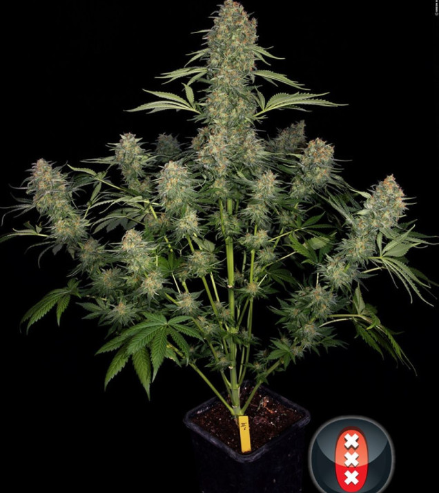 Serious Kush