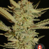 Bubble Gum
