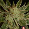 Bubble Gum