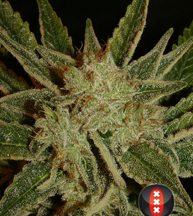 Bubble Gum