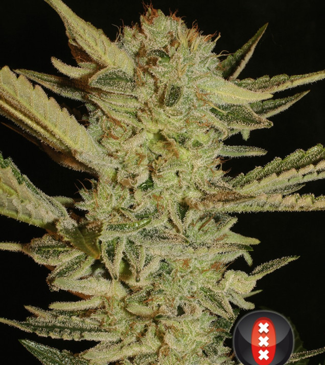 Bubble Gum