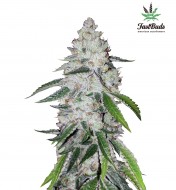 West Coast O.G. Auto