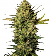 Master Kush Automatic