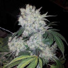White Widow