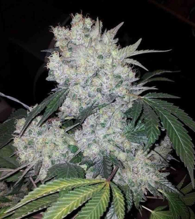 White Widow