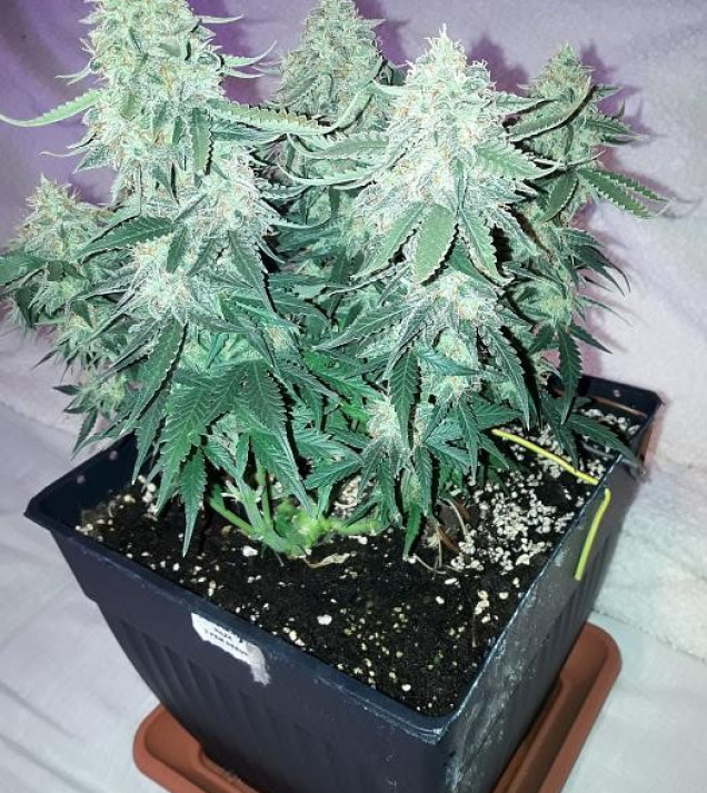 Auto NL47 Haze