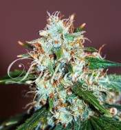 Critical Neville Haze 2.0