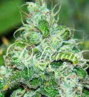 Fruity Chronic Juice