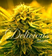 Sugar Black Rose Auto