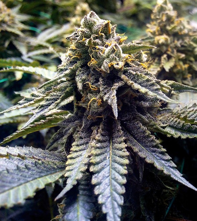 Chocolate Mint OG
