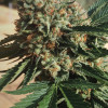 Sapphire OG