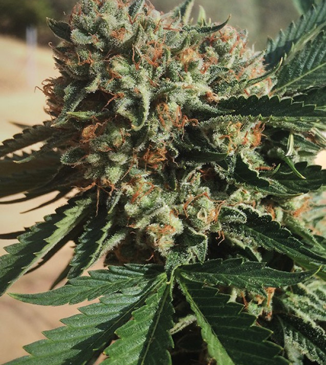 Sapphire OG