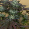 Sapphire OG