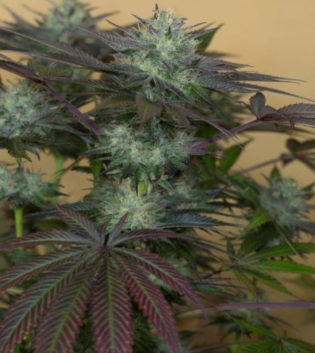 Sapphire OG