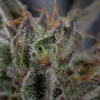 Sapphire OG
