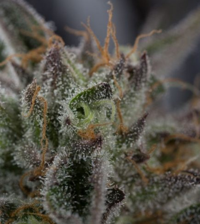 Sapphire OG